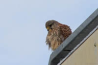 Turmfalke 001.JPG